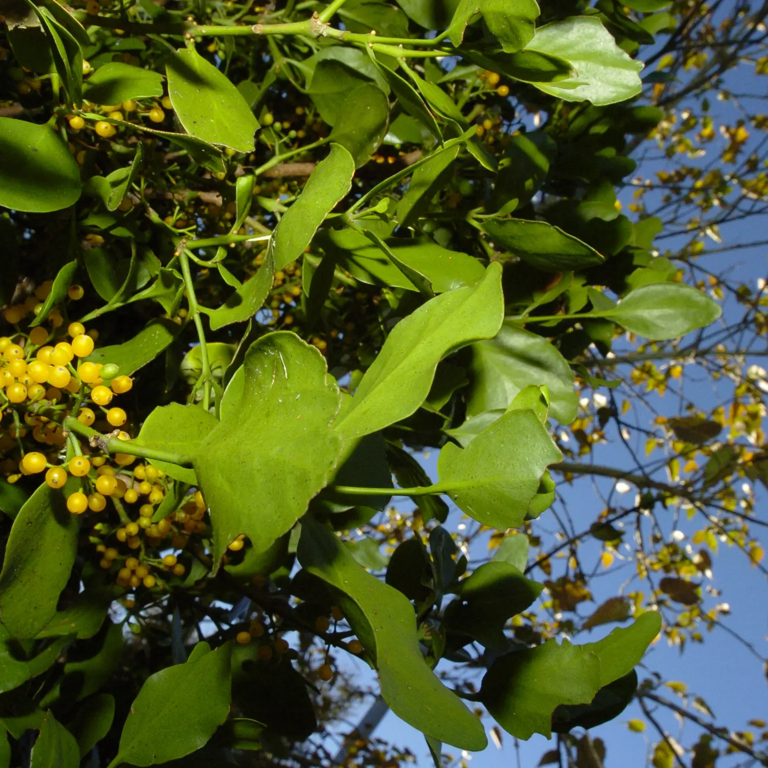 Native mistletoe a rare delight