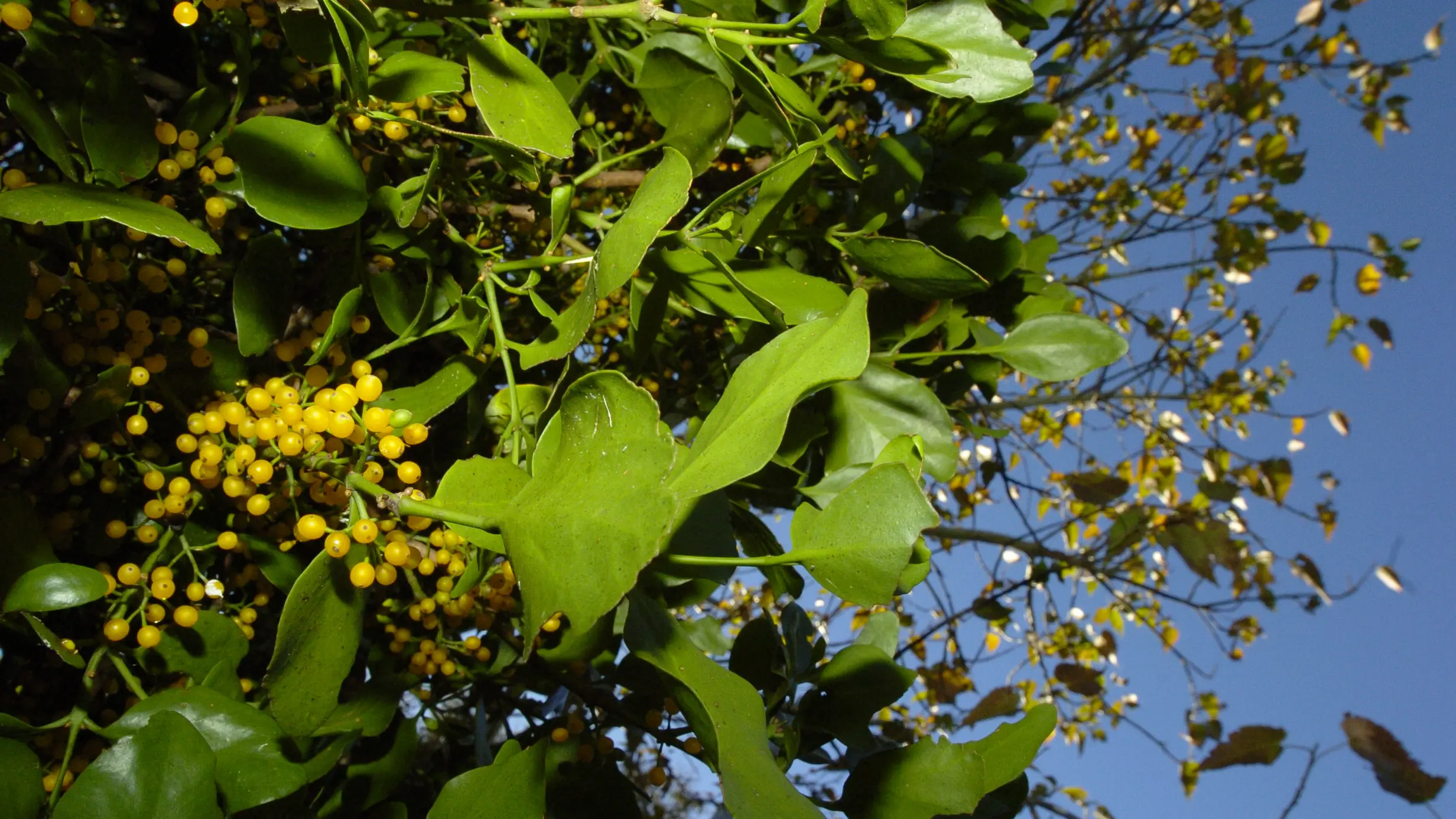 Native mistletoe a rare delight