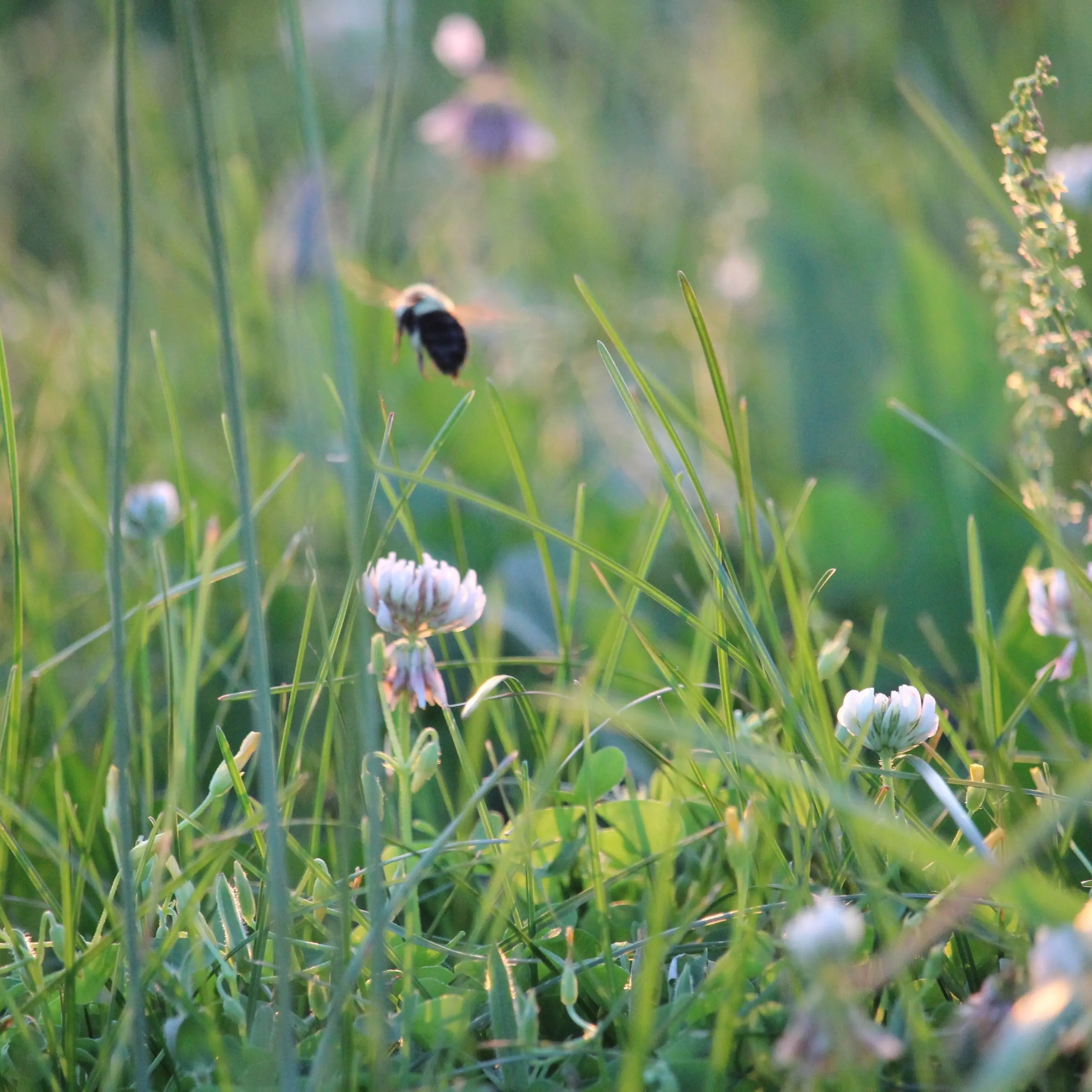 Letting it grow could boost biodiversity
