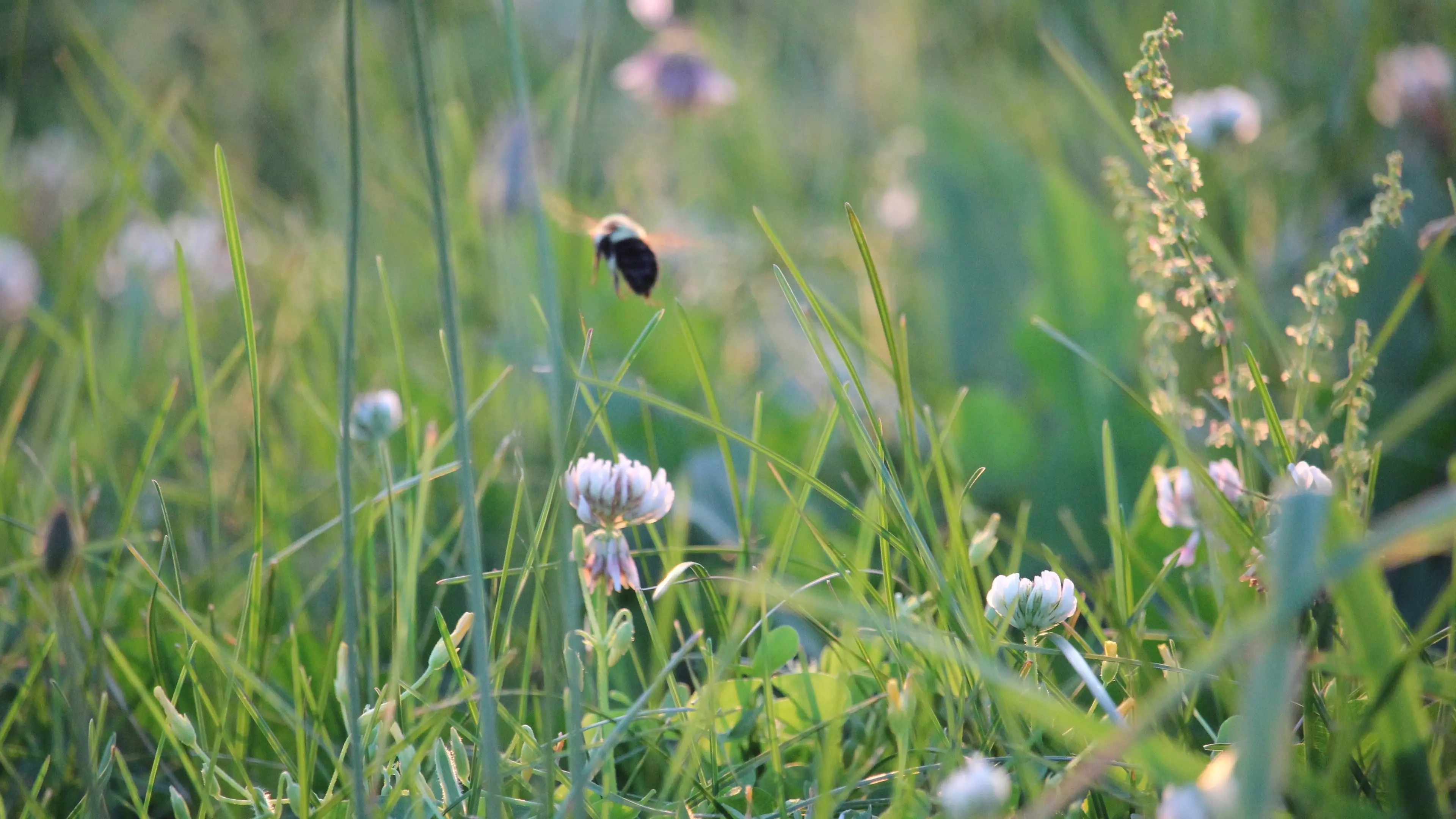 Letting it grow could boost biodiversity