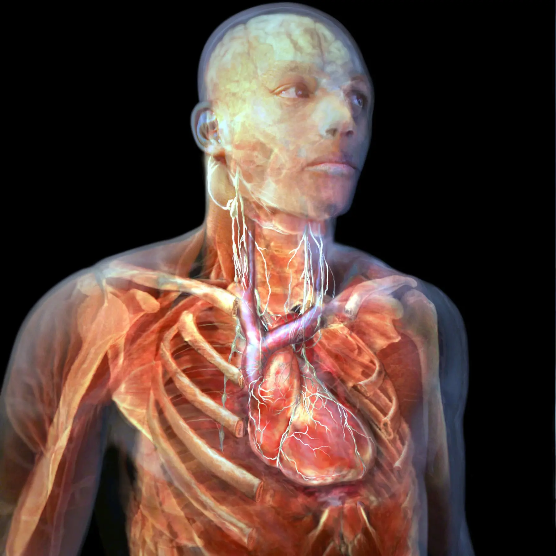 The body, and the body politic, needs to function harmoniously