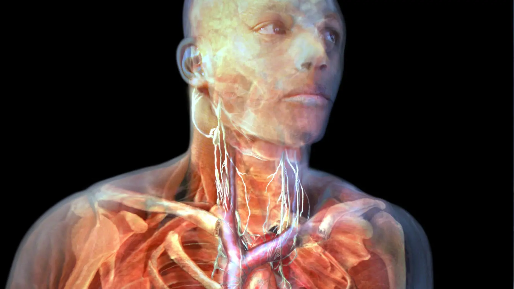 The body, and the body politic, needs to function harmoniously