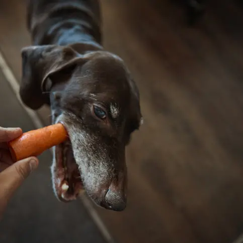 Vegan cats and dogs 'could help save planet'