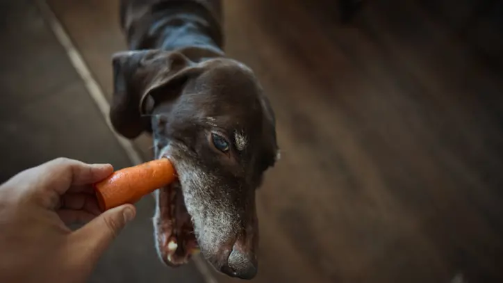 Vegan cats and dogs 'could help save planet'
