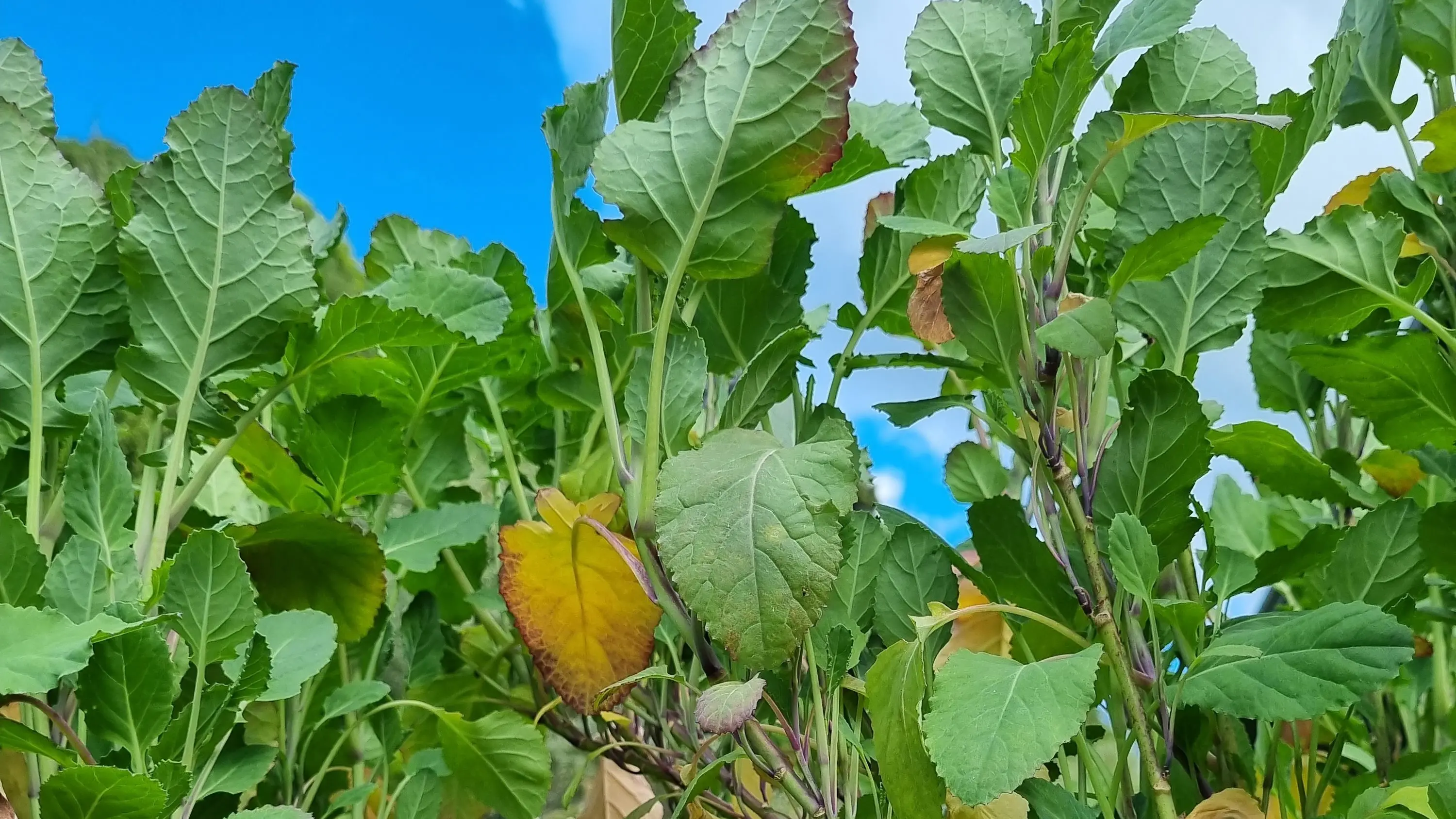 A cabbage that keeps on giving