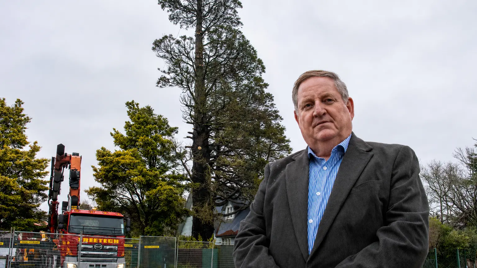 Landmark 120-year-old redwood felled after decade of decline