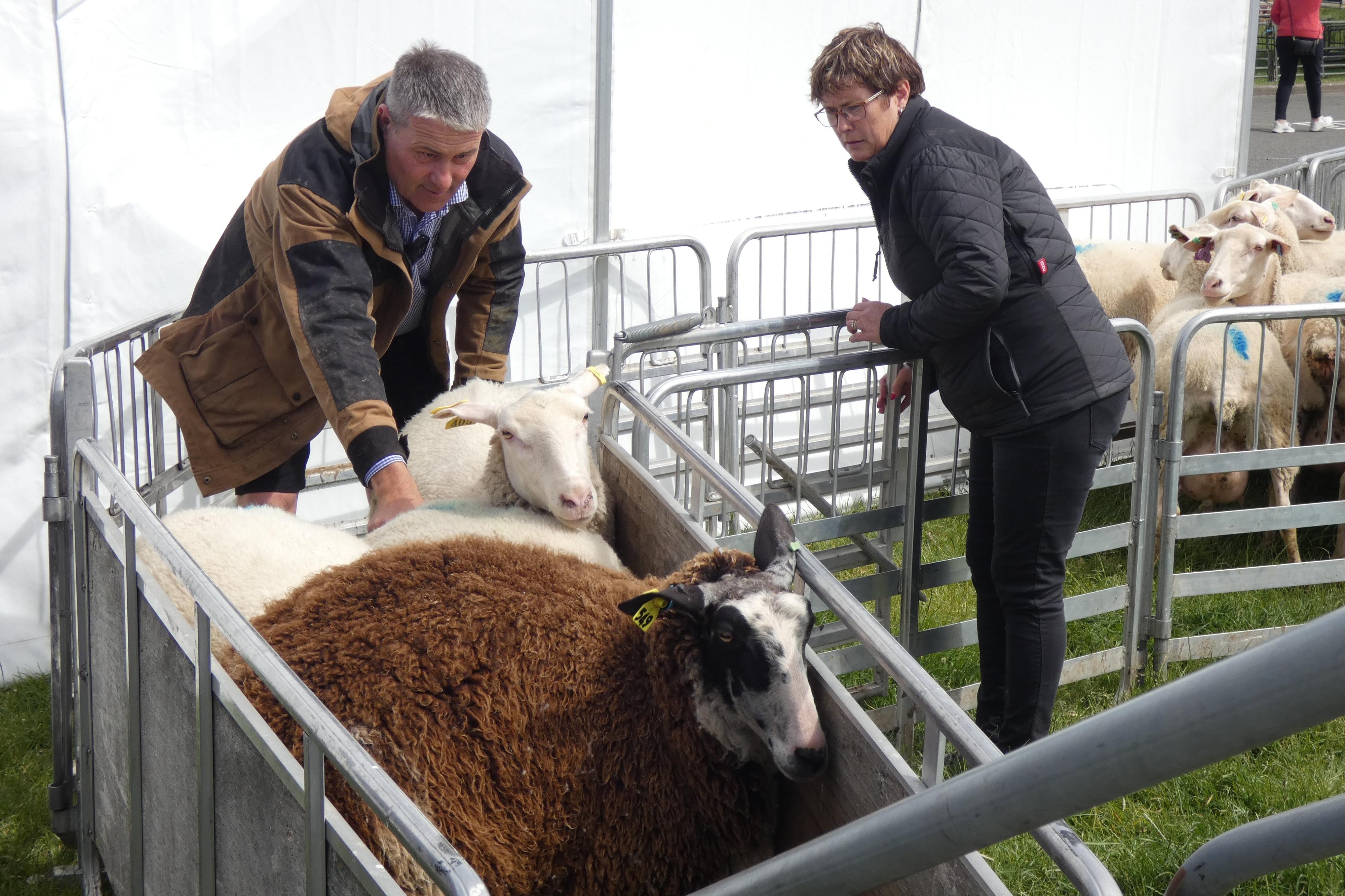 Sheep Rce Sheep milkers explore new products, markets