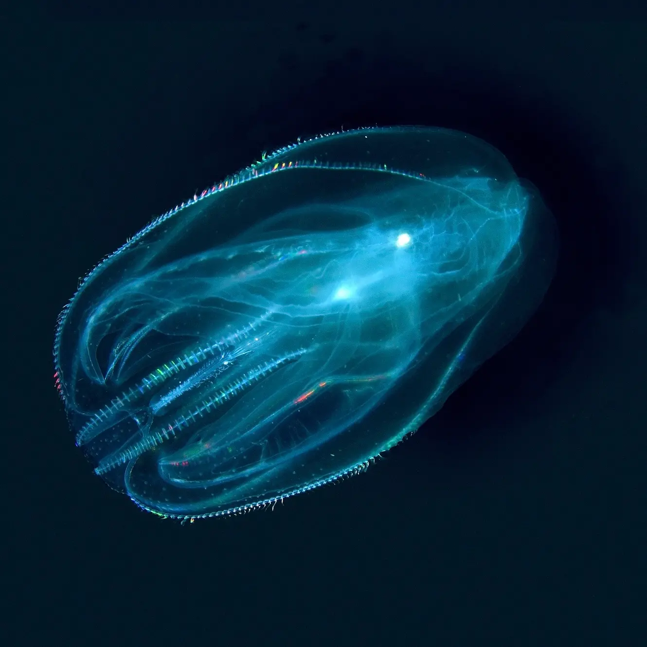 Lighting up the deep, dark ocean