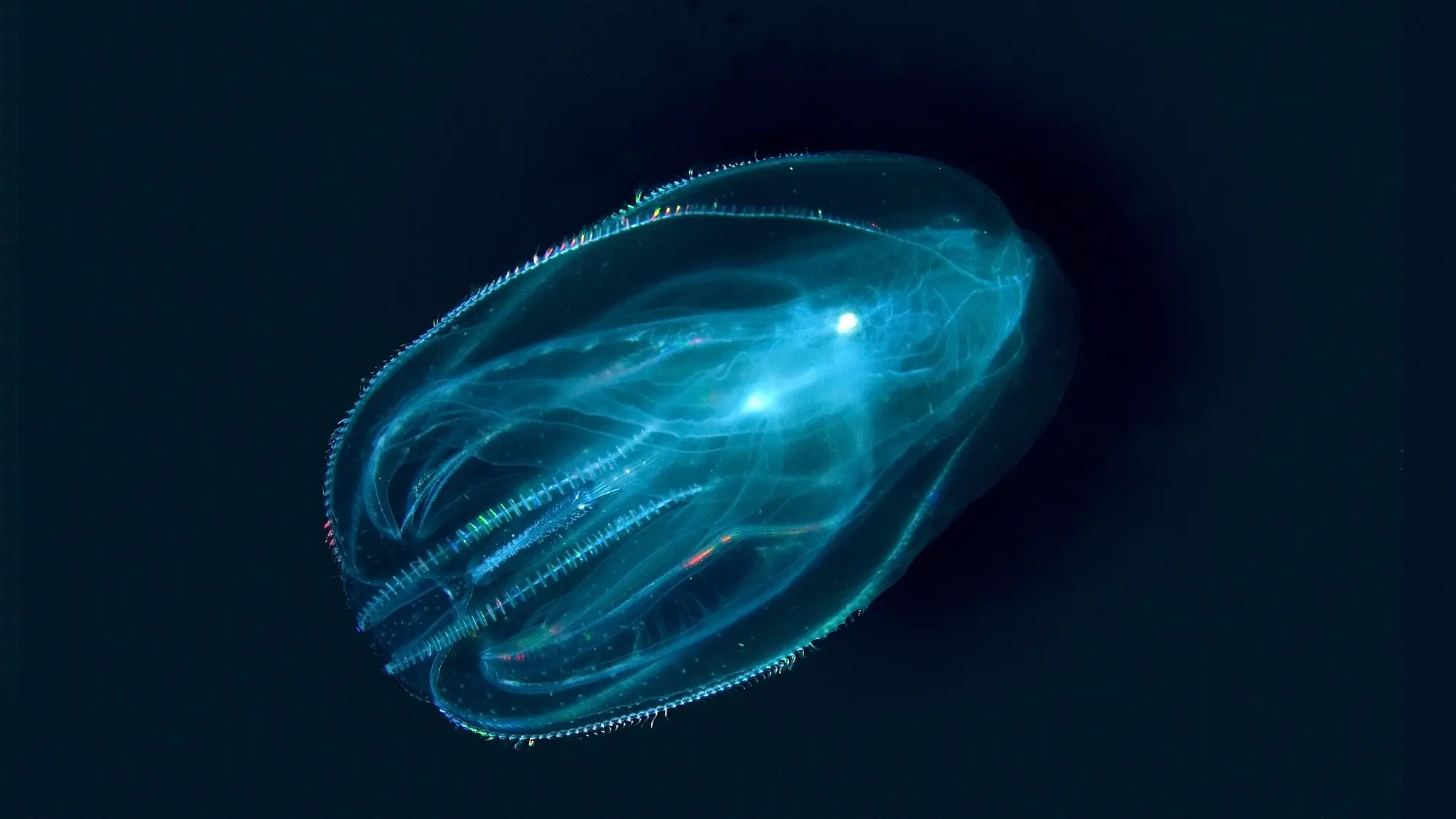 Lighting up the deep, dark ocean