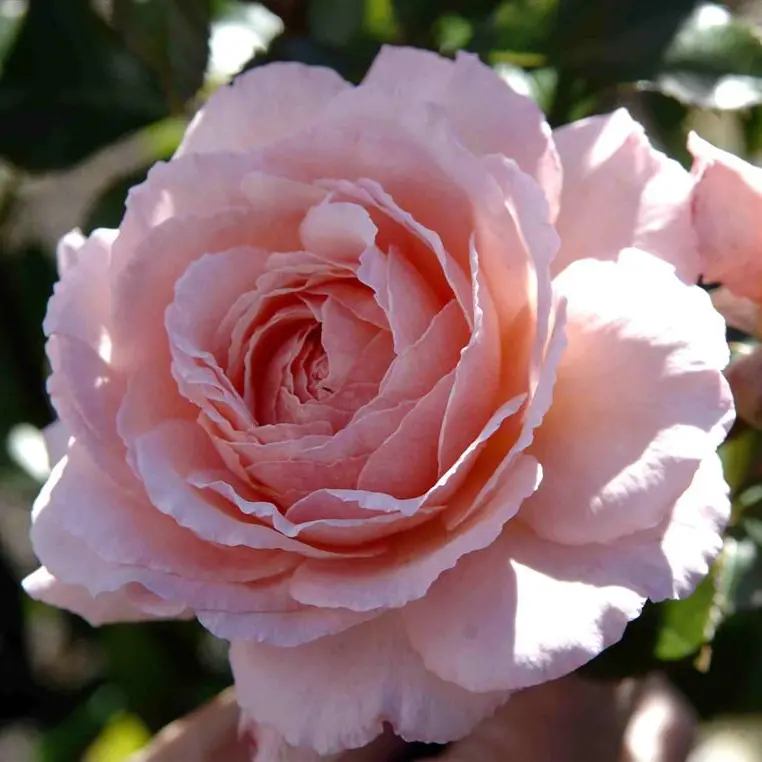 Ensuring a rosy future