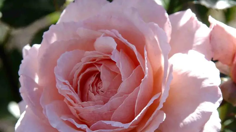 Ensuring a rosy future
