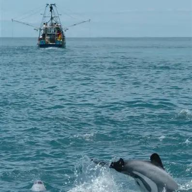 Endangered dolphins still being netted