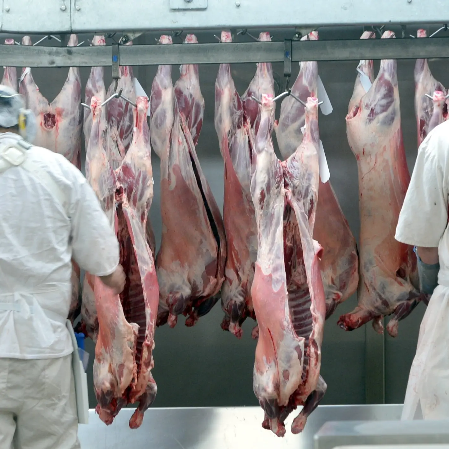 Animals are our friends, not food