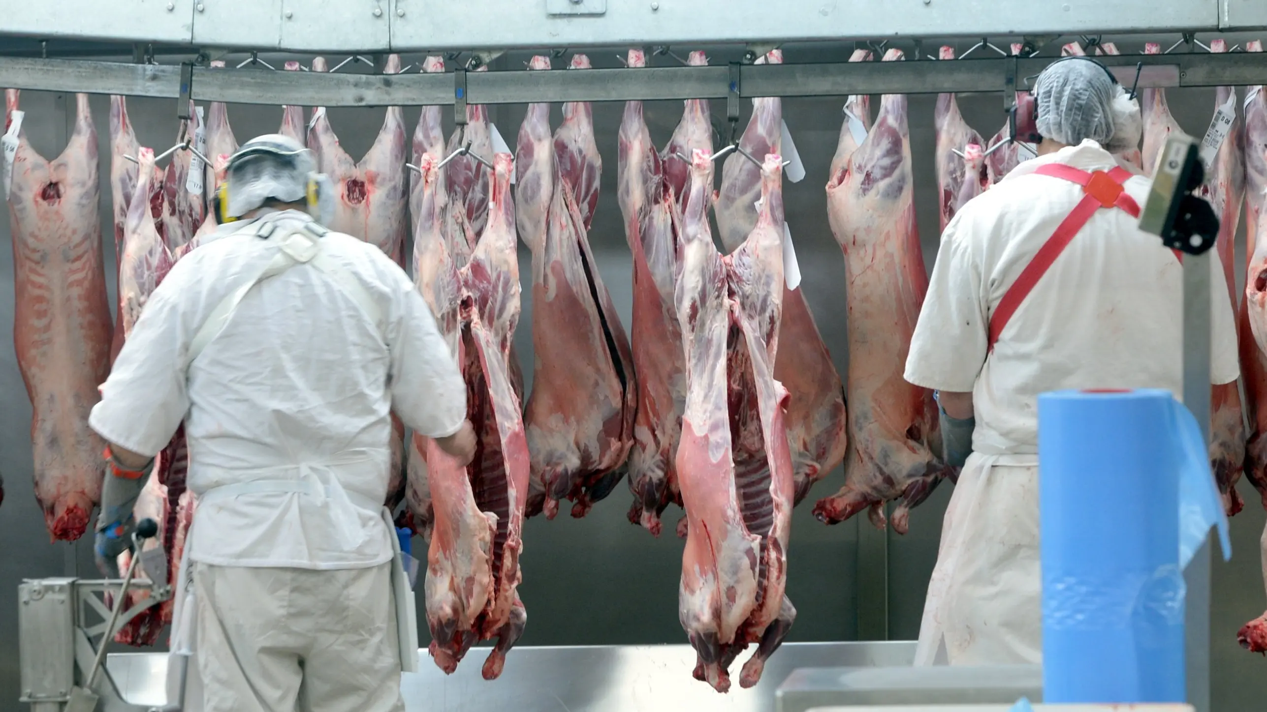 Animals are our friends, not food