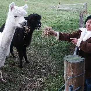 Search for dog after alpacas attacked