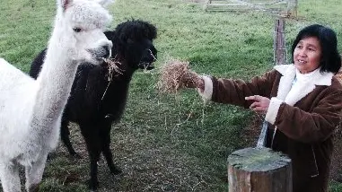 Search for dog after alpacas attacked