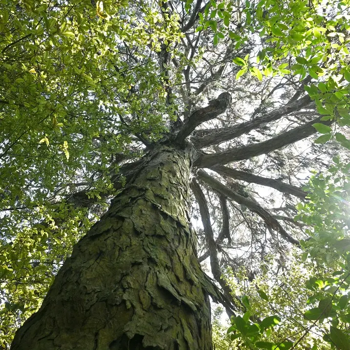 Verdant valley nature's offering