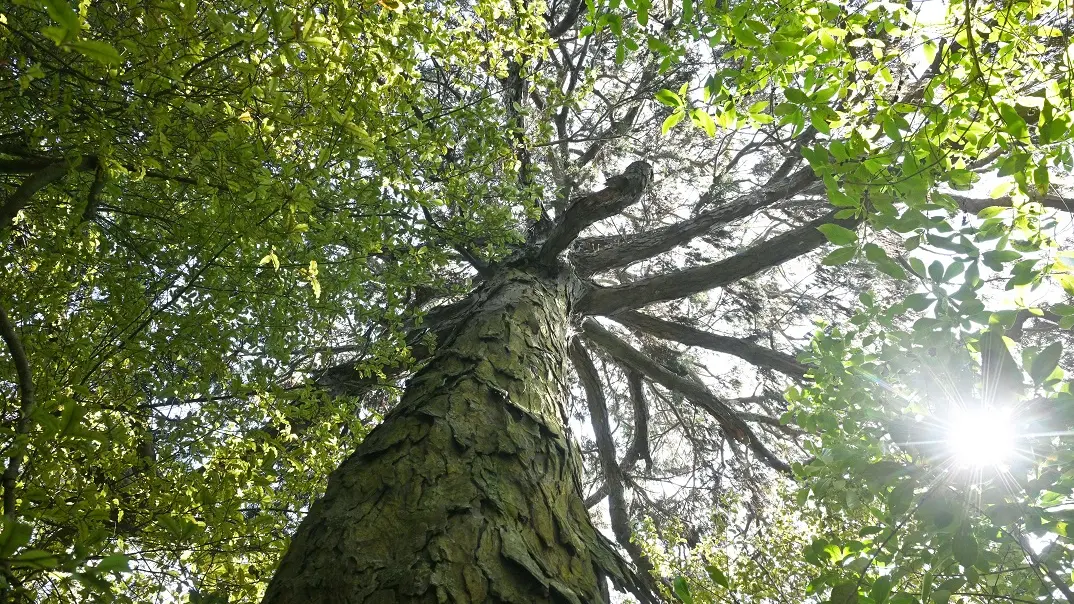 Verdant valley nature's offering