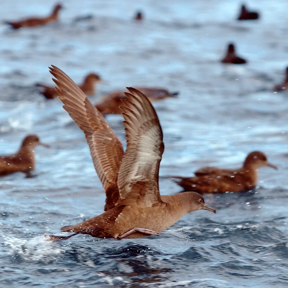 A remarkable bird by any name