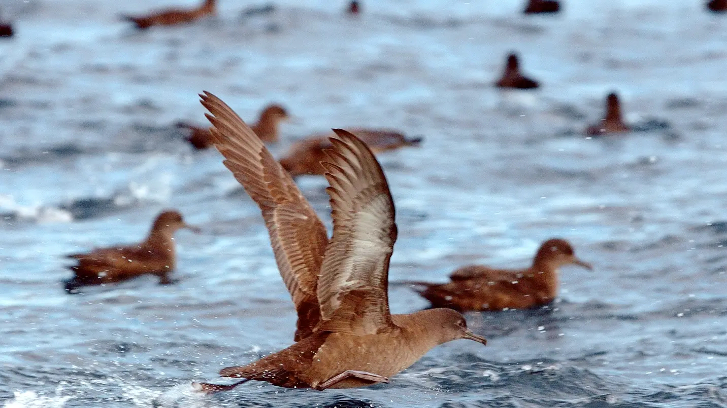 A remarkable bird by any name