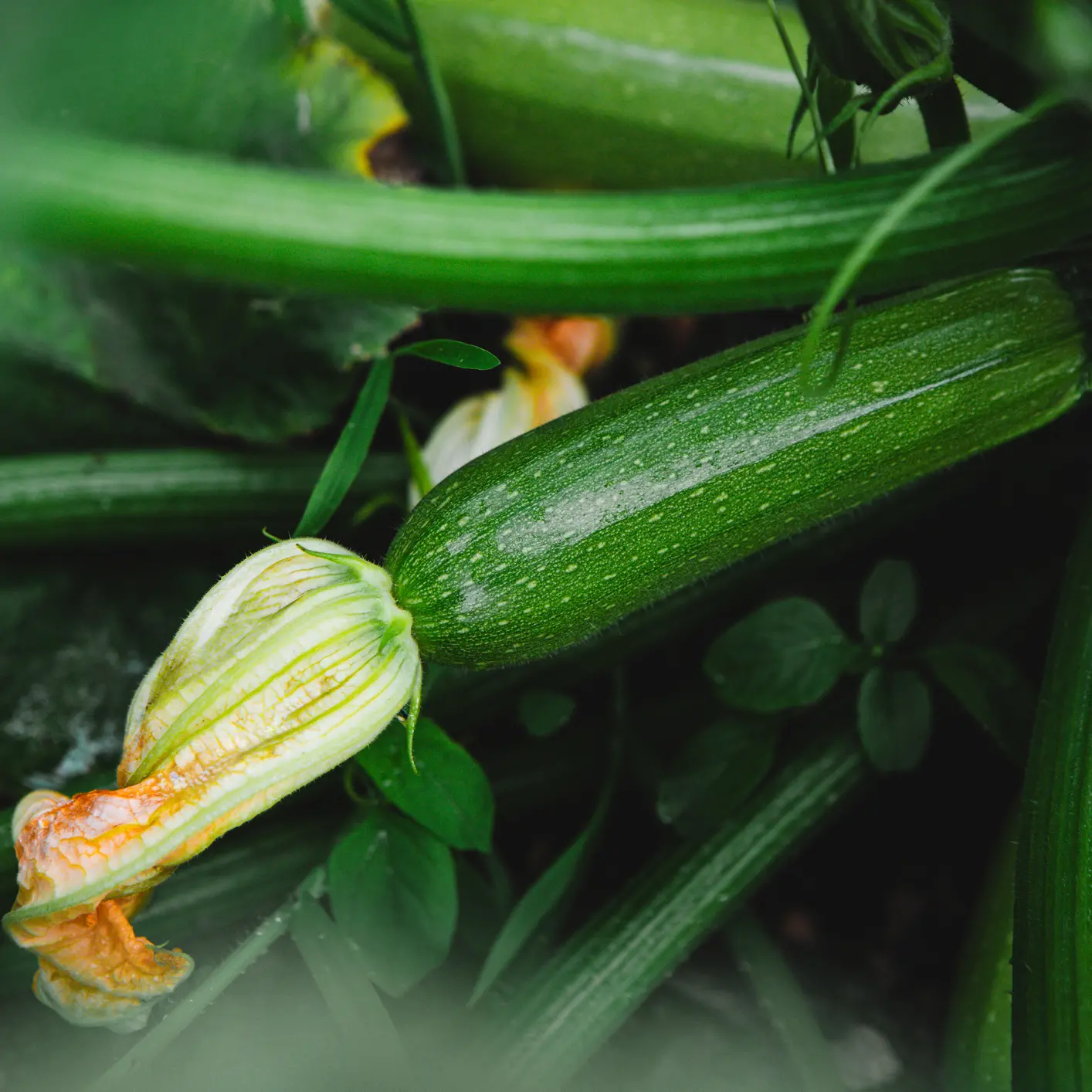 Adding value to what we grow