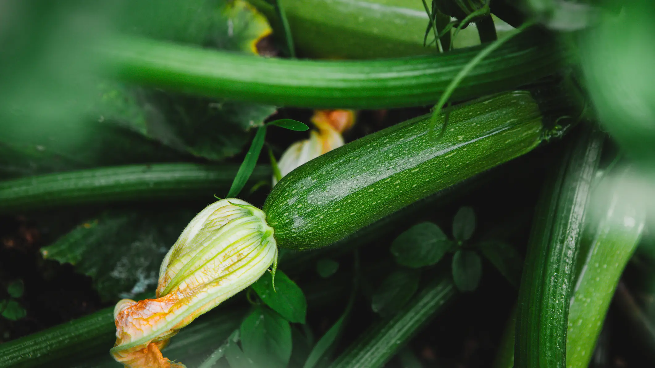 Adding value to what we grow