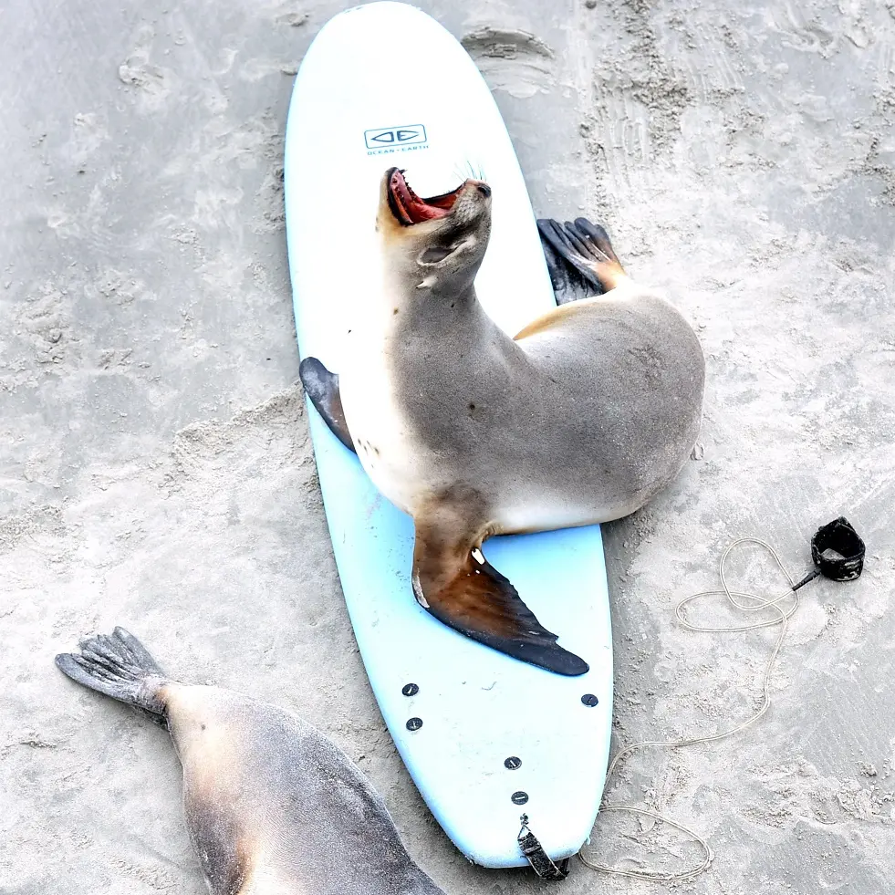 Sea lions crash surf school