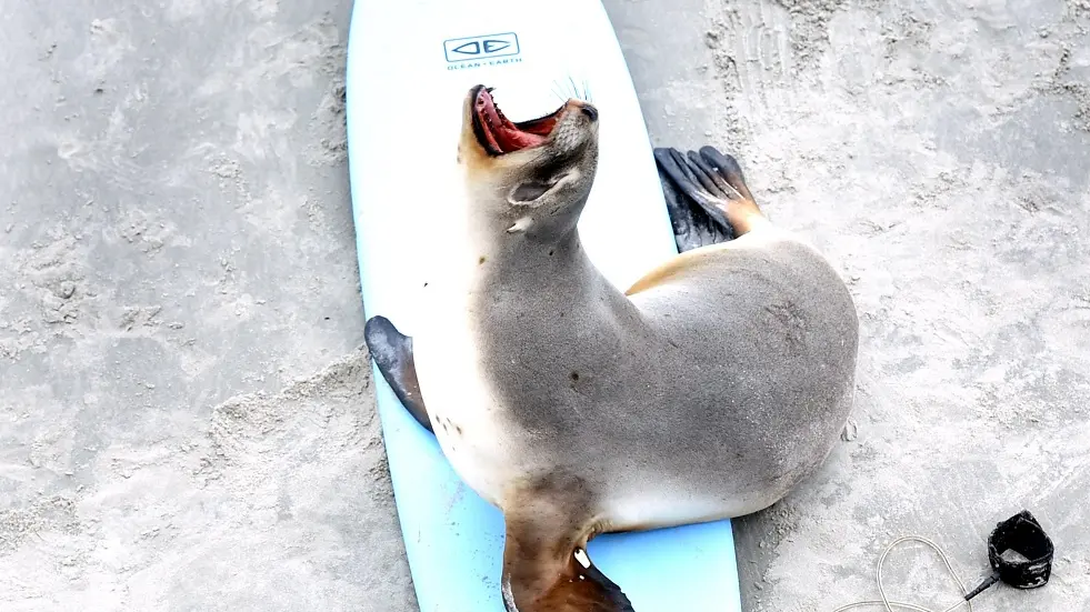 Sea lions crash surf school
