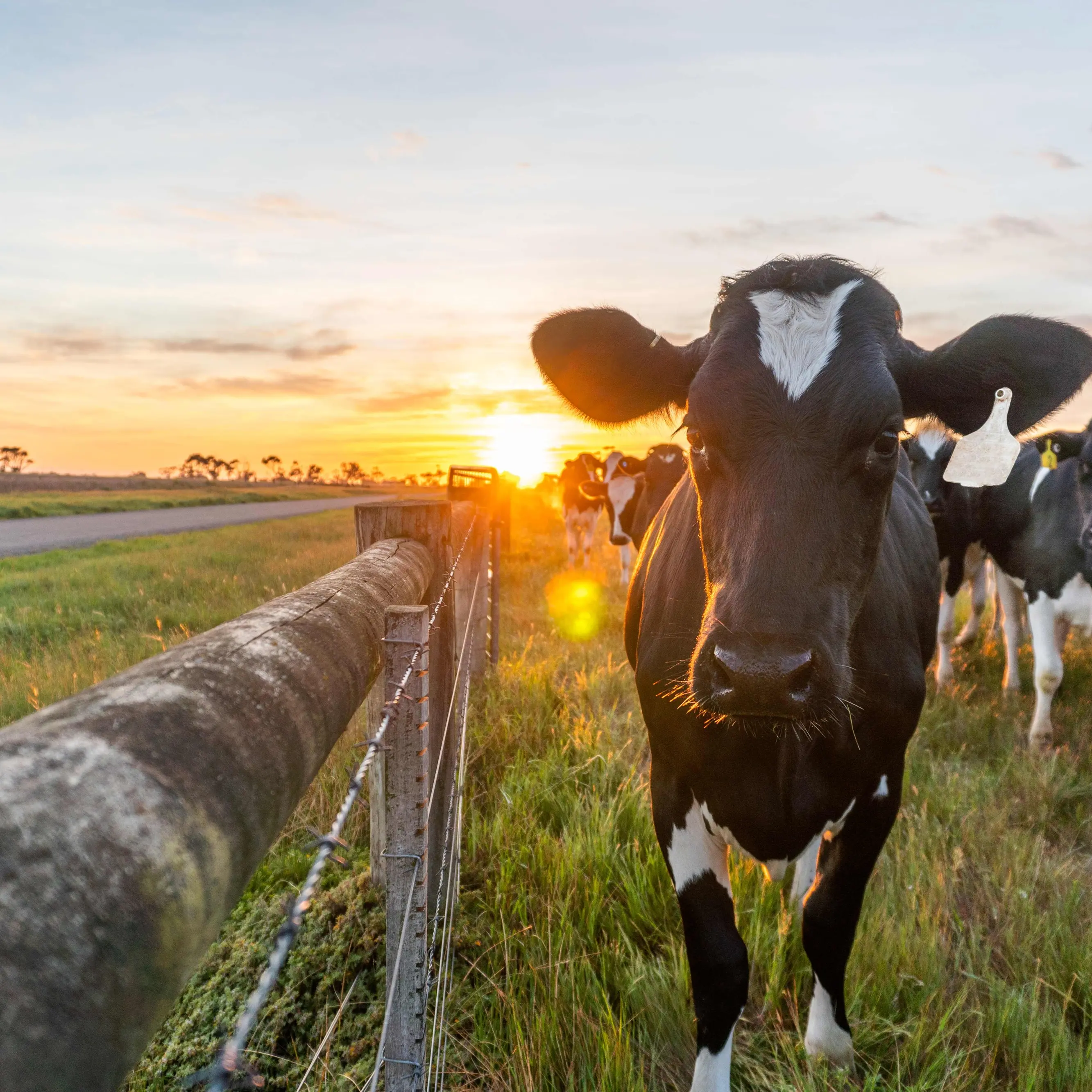 Quality Central Otago Dairy Grazing Available