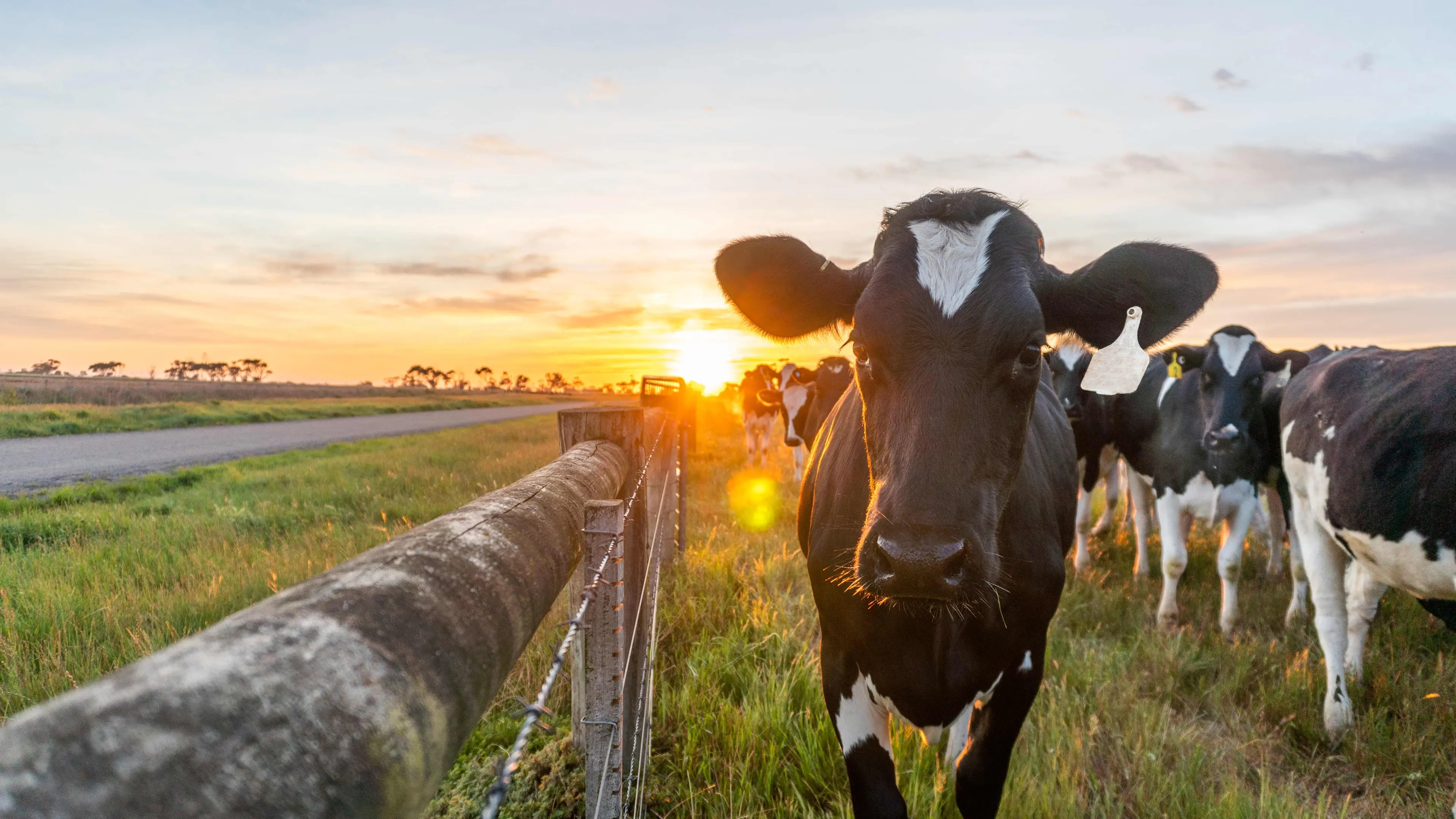 Quality Central Otago Dairy Grazing Available