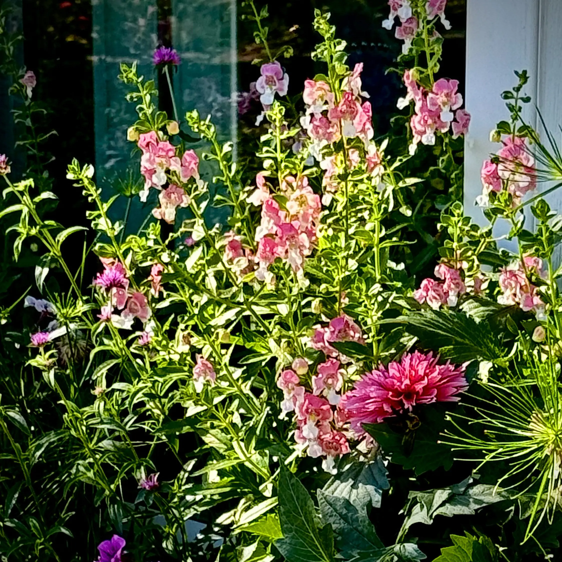 Your garden