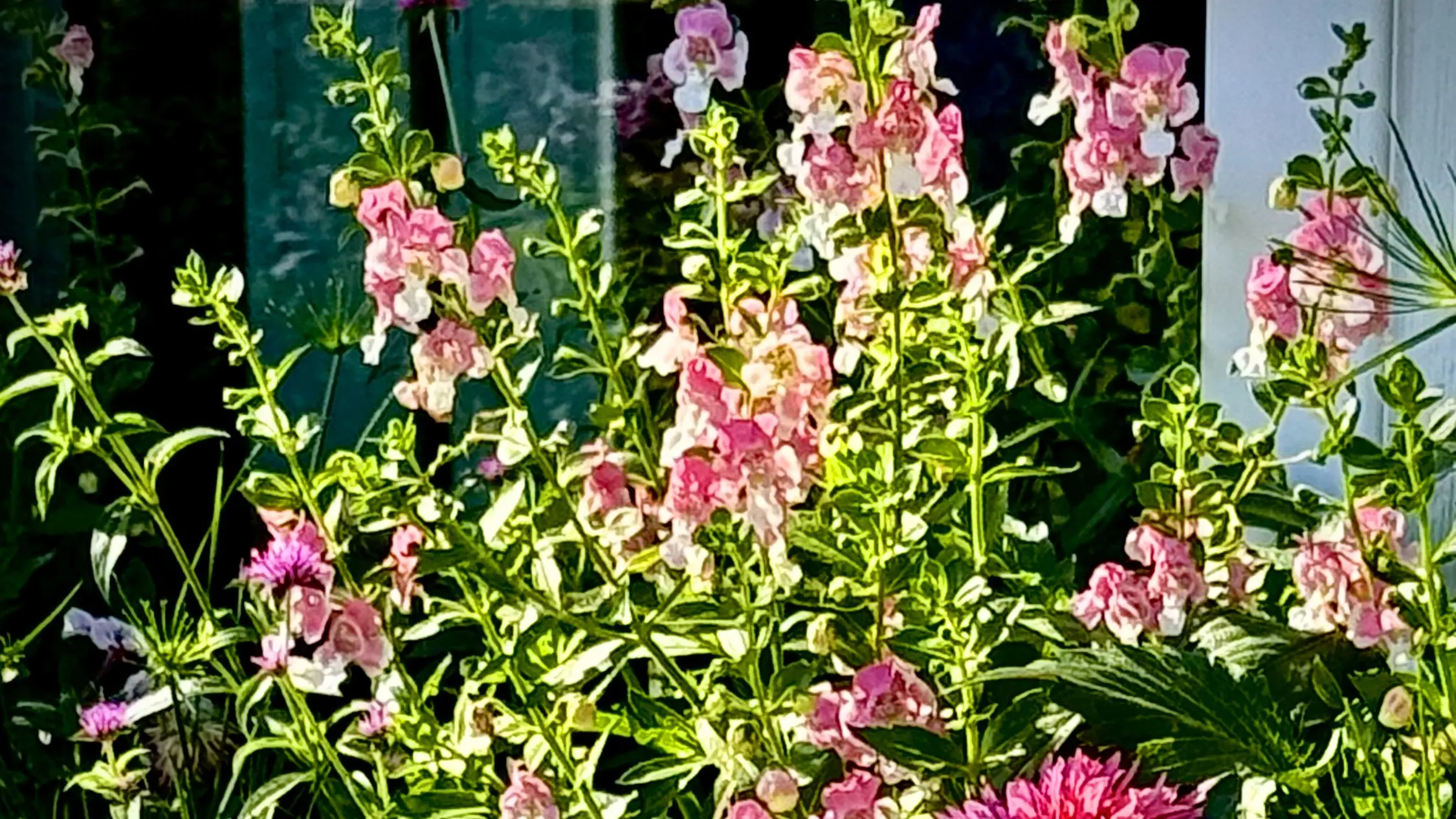 Your garden