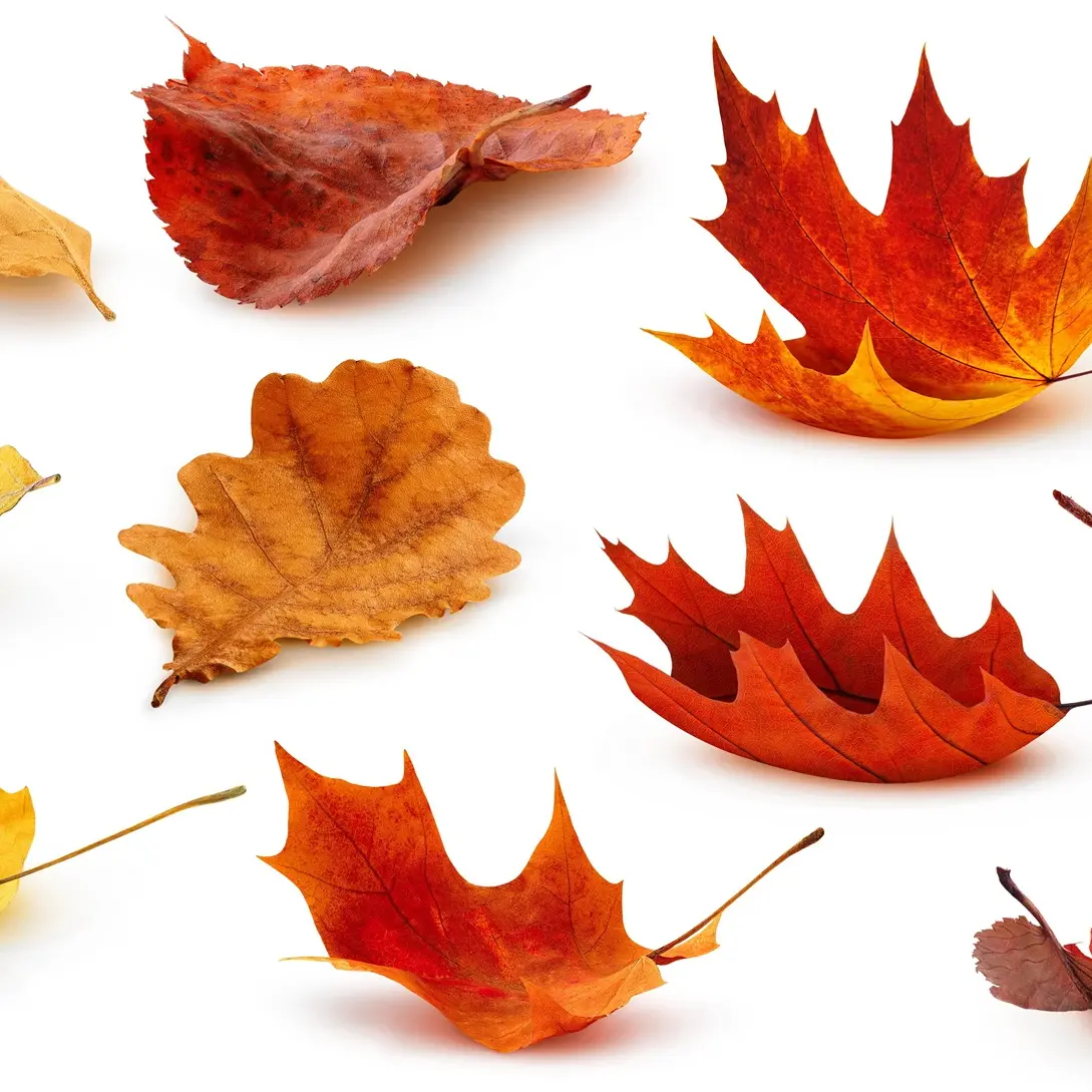 Embracing the seasons of life