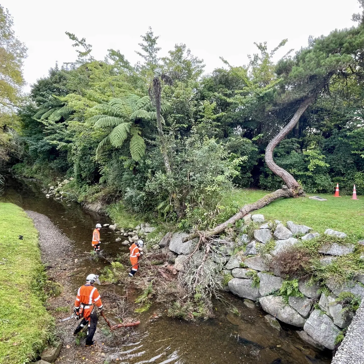 Pine linked to Gallipoli partially collapses