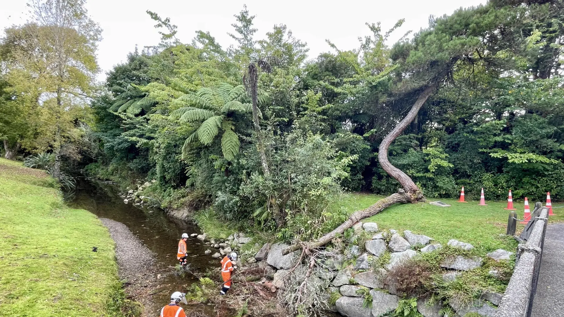 Pine linked to Gallipoli partially collapses