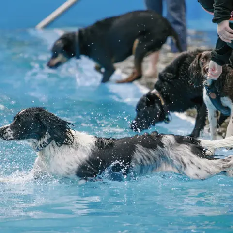 Get ready to paw-ty in the pool this weekend