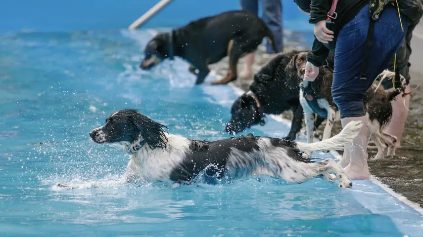 Get ready to paw-ty in the pool this weekend