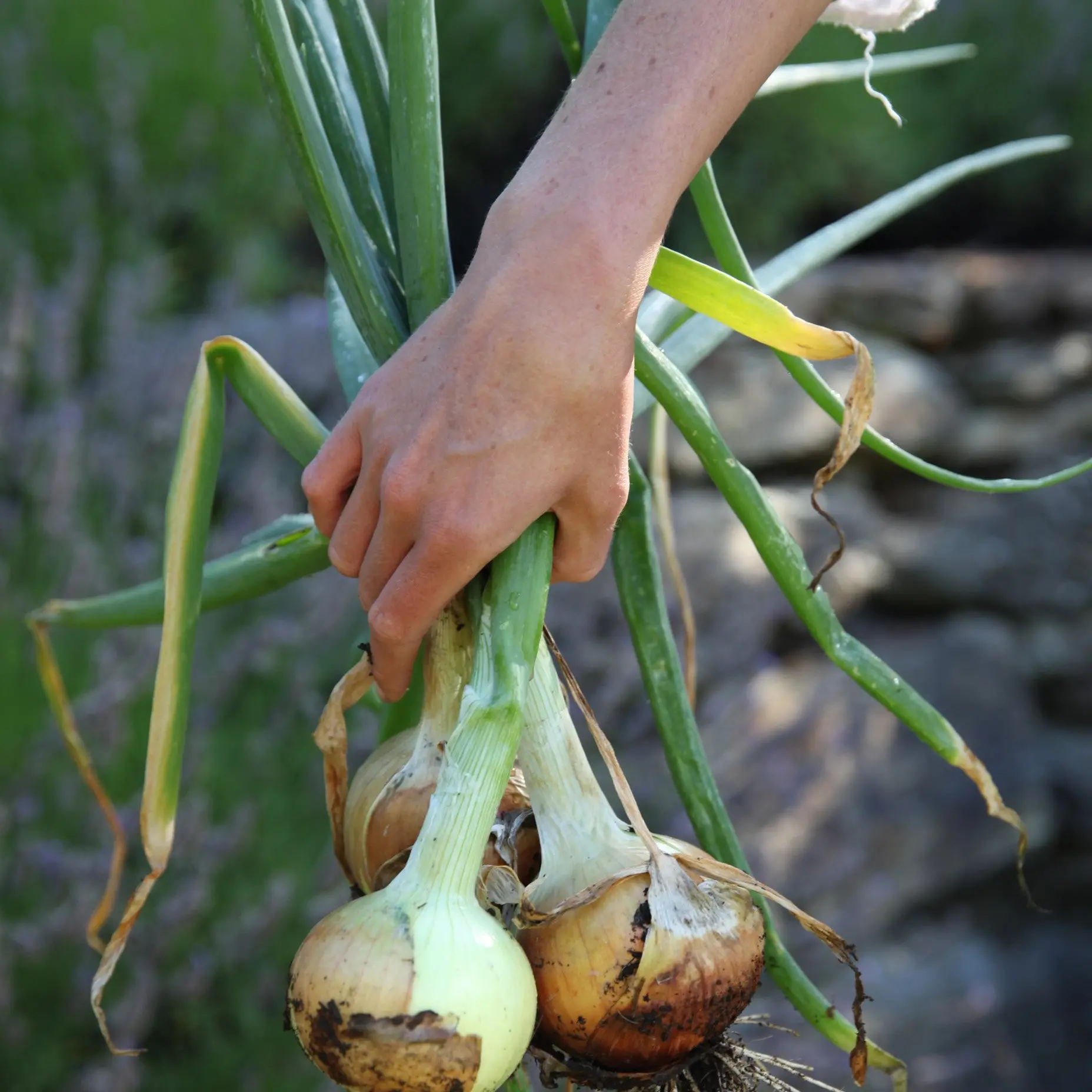 Easter dishes inspired by Provence
