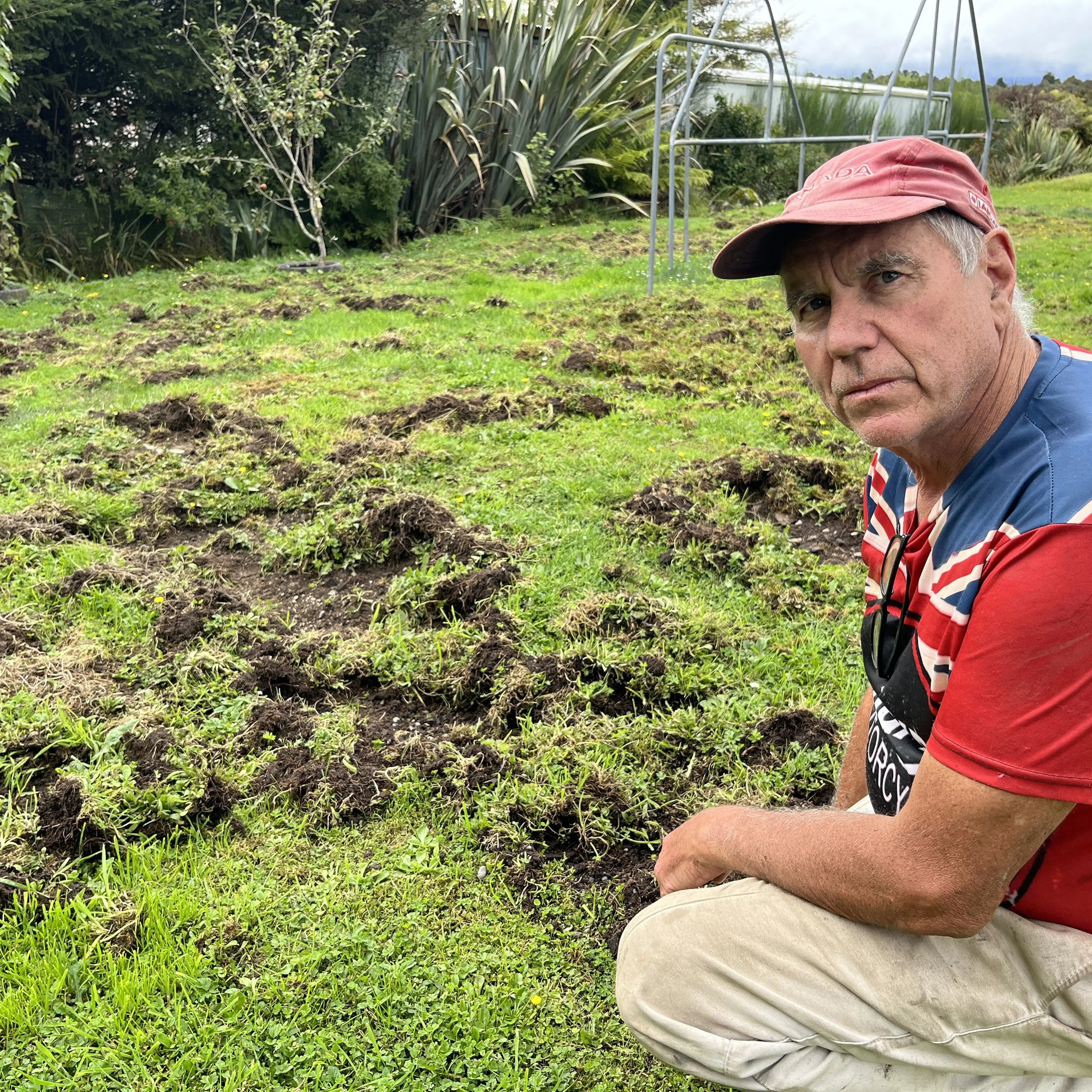 Exasperated resident wants Doc to cull wild boars