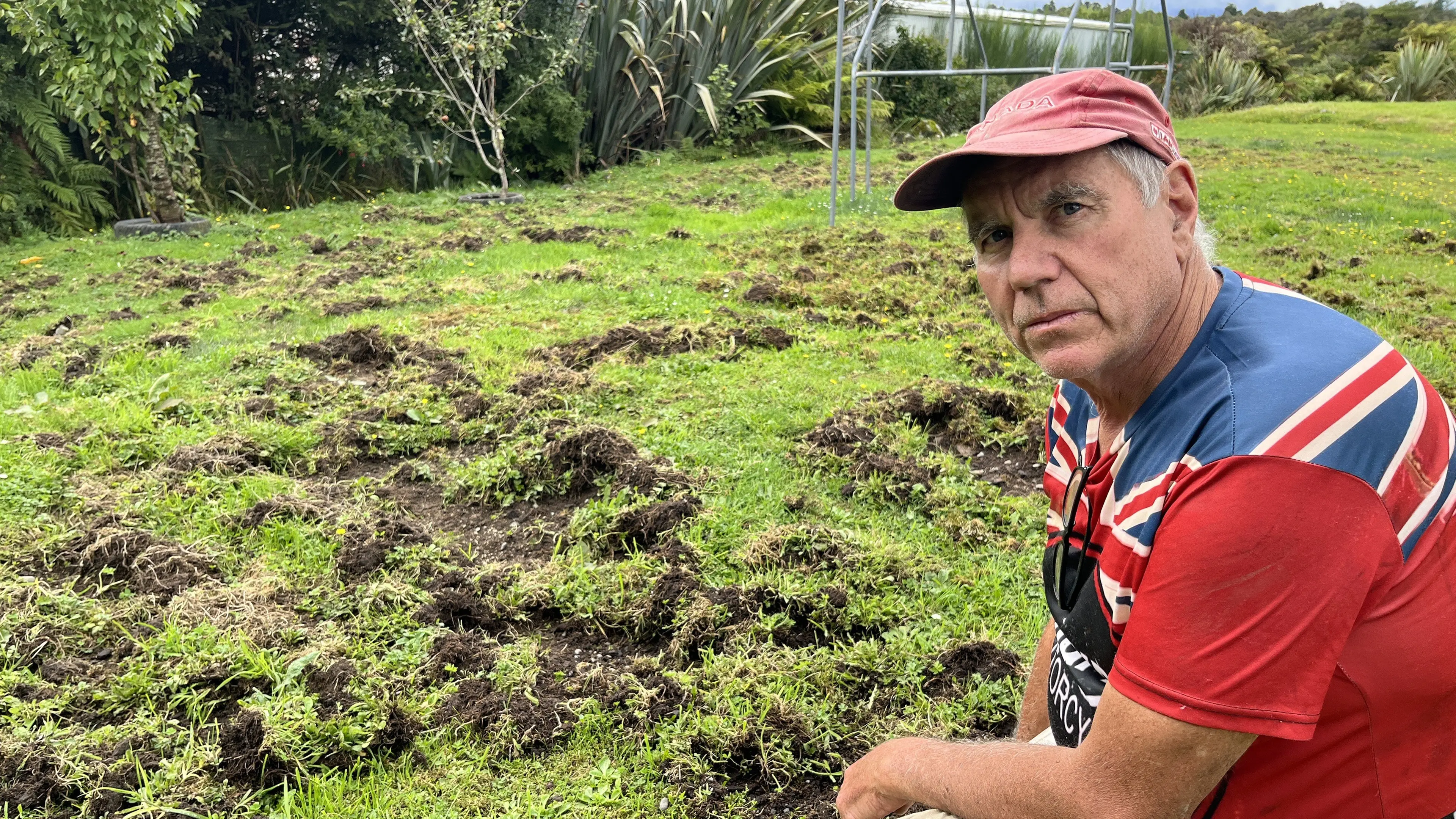 Exasperated resident wants Doc to cull wild boars