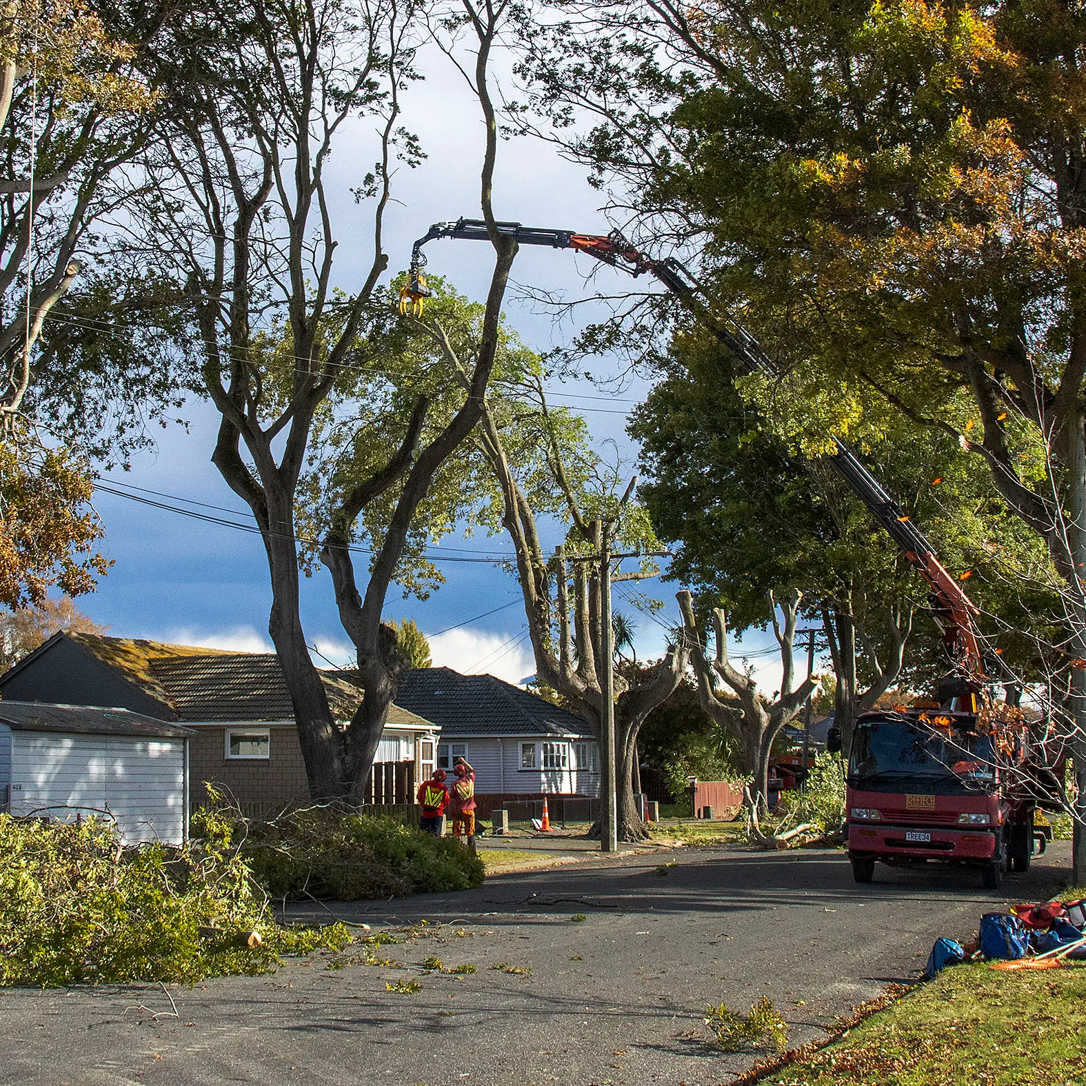 Emotional farewell for felled oak trees