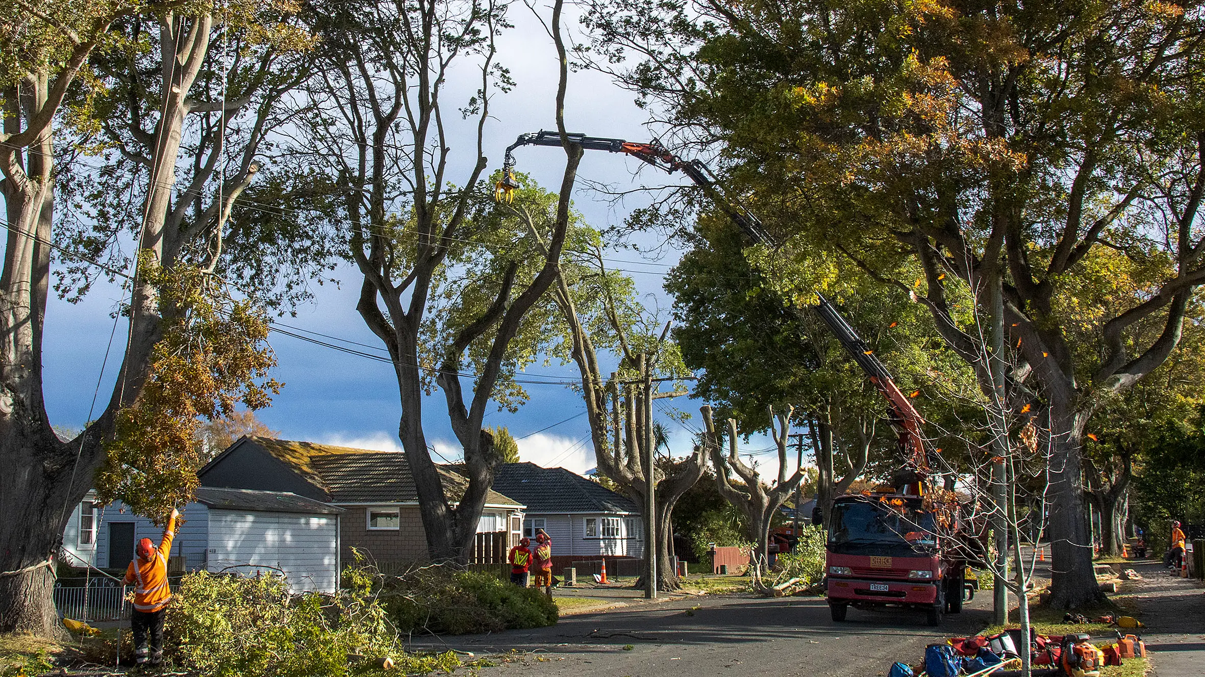 Emotional farewell for felled oak trees