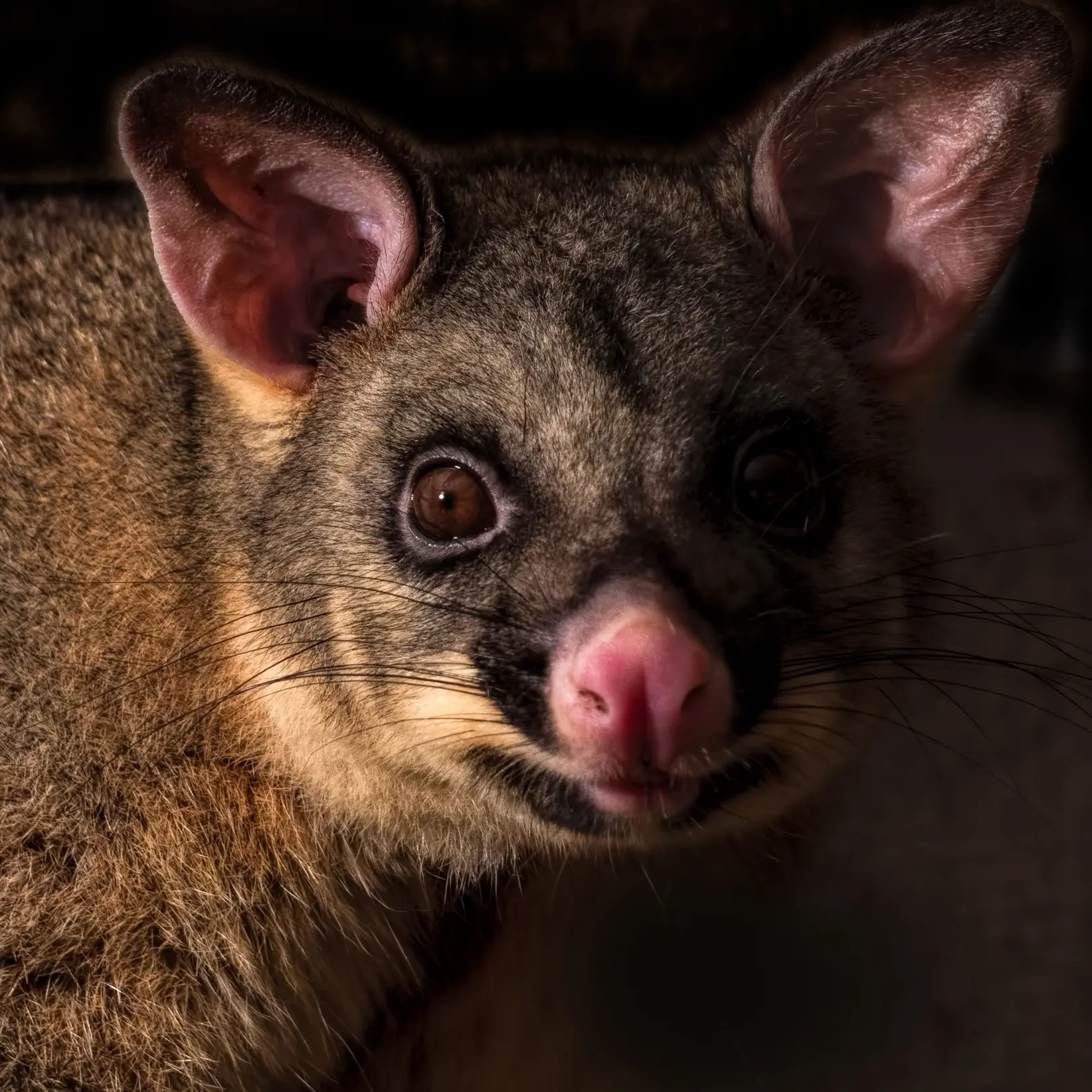 Roadkill not good indicator of possum control: Doc