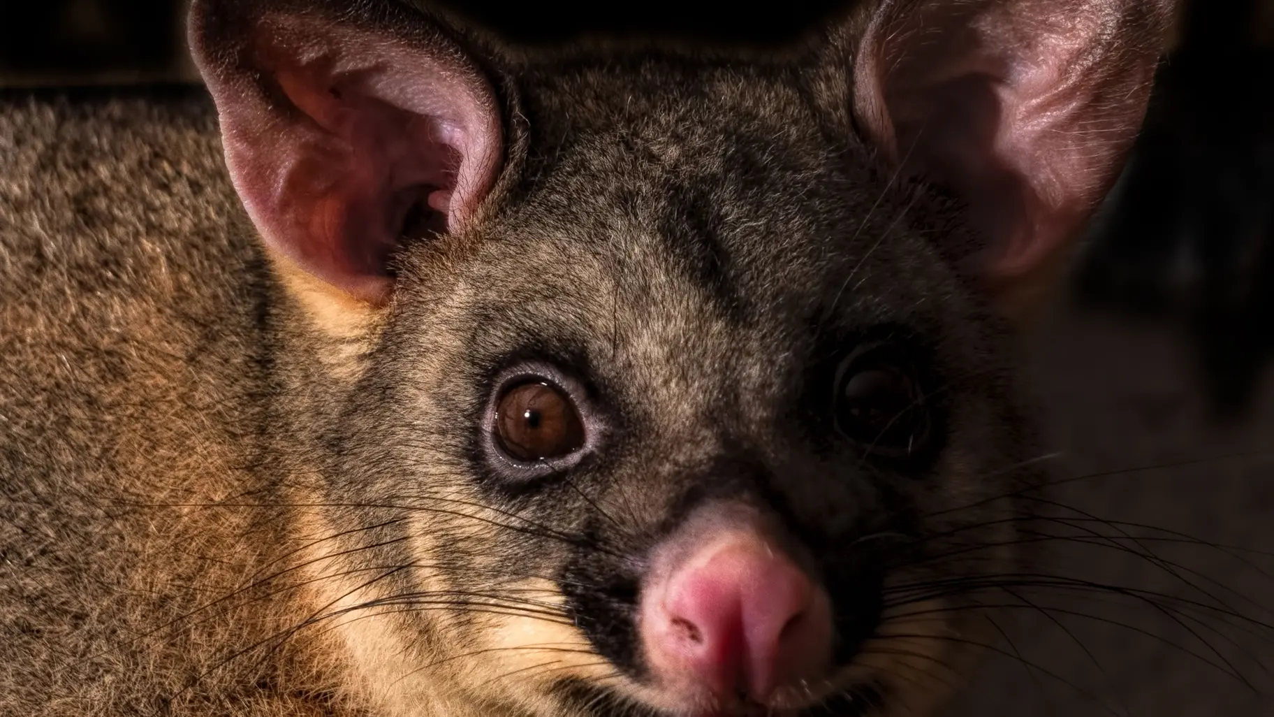 Roadkill not good indicator of possum control: Doc