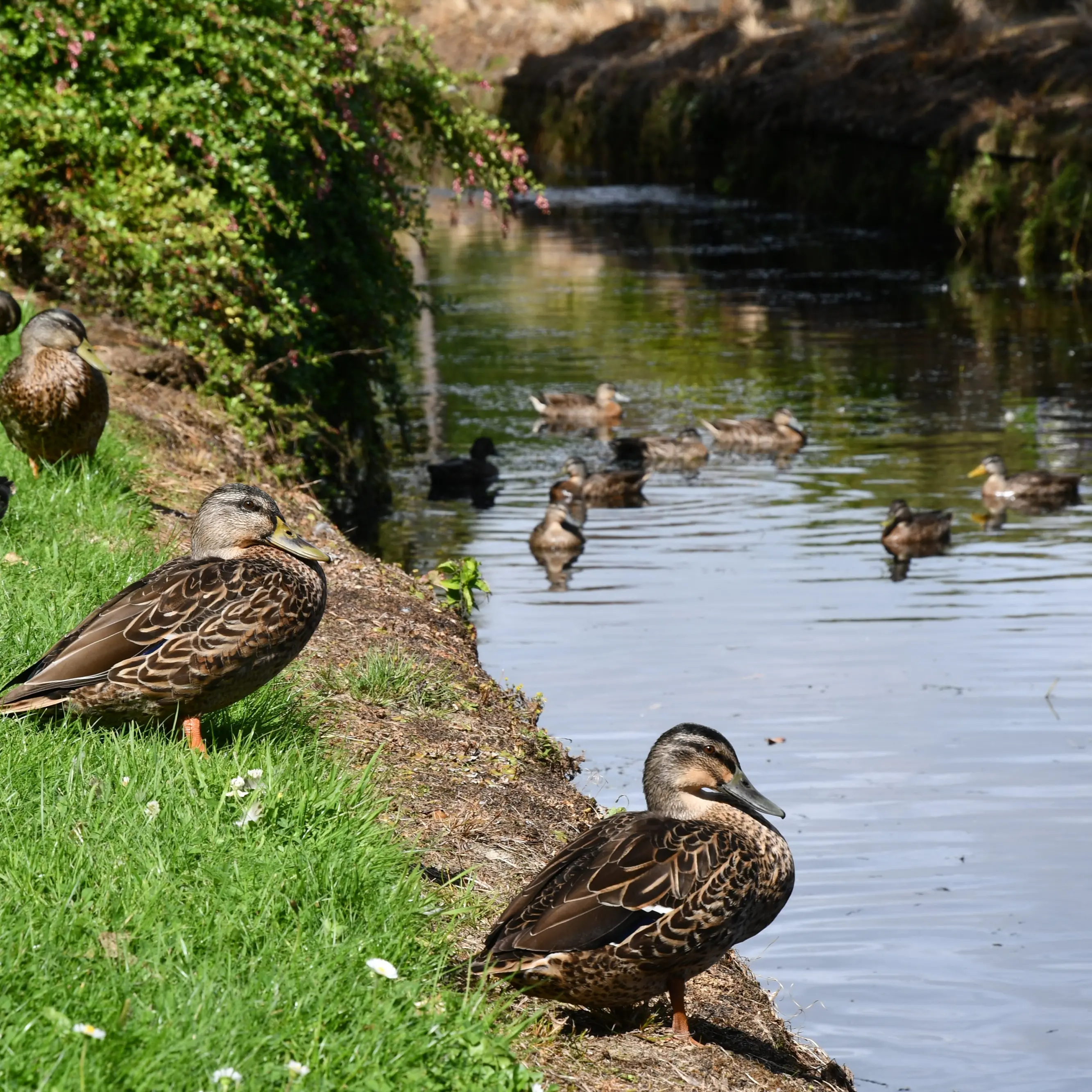 Mallard pest numbers to be hot topic in mai mai