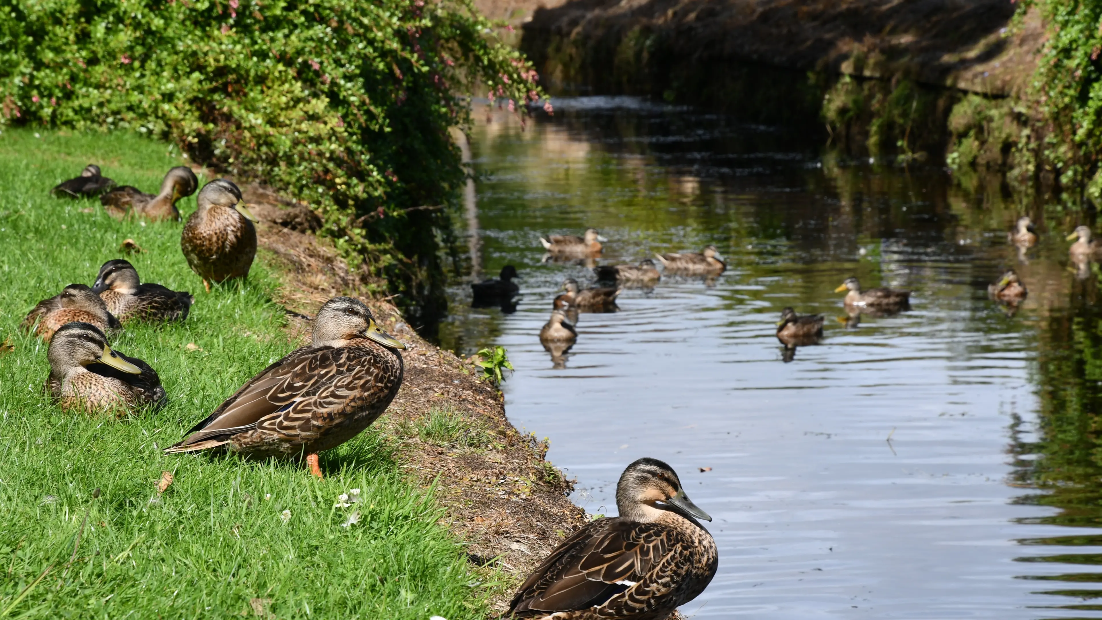 Mallard pest numbers to be hot topic in mai mai