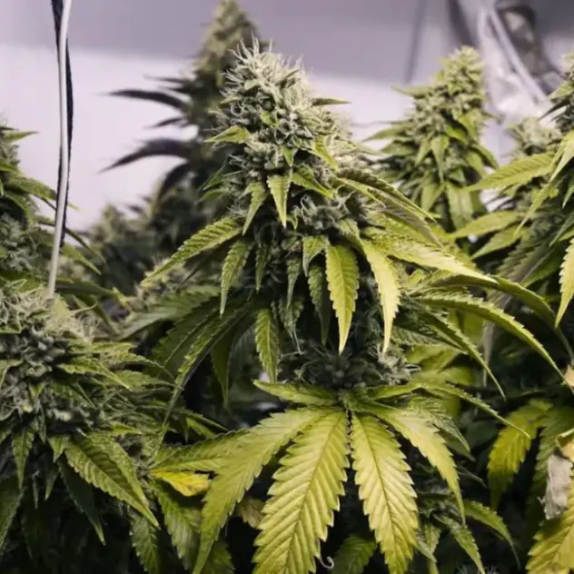 Ashburton cannabis grower paid tradies in drugs