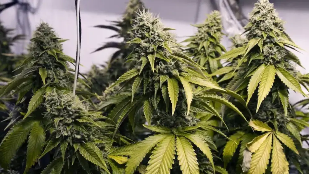 Ashburton cannabis grower paid tradies in drugs