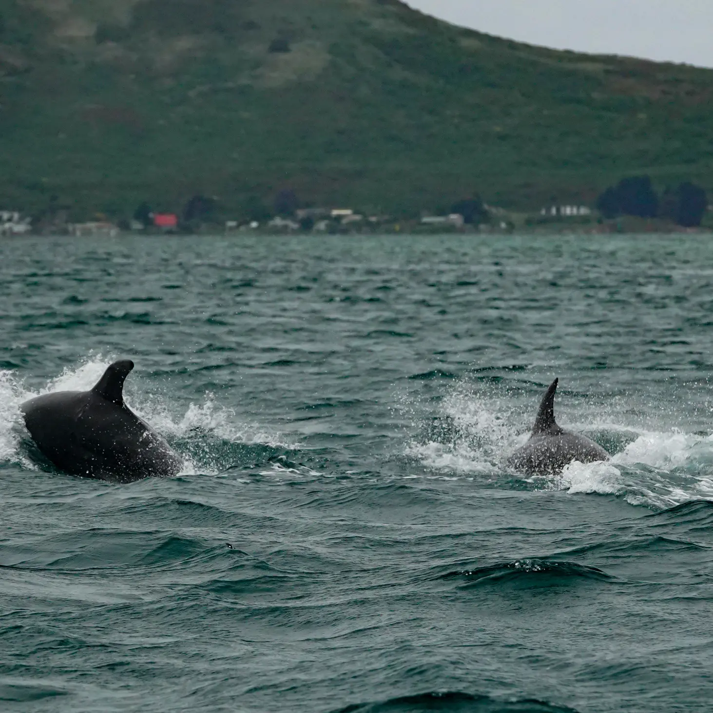 Dolphin catch increase could be ‘random’