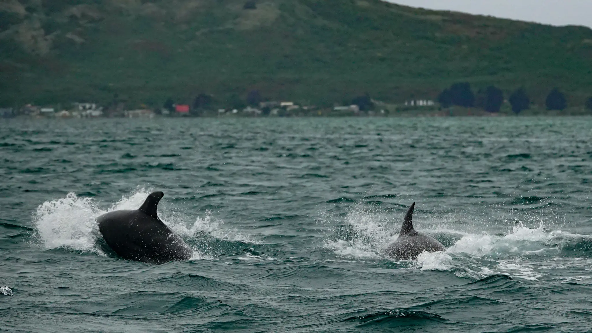 Dolphin catch increase could be ‘random’